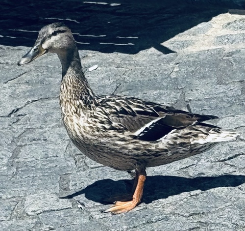 Holarctic Mallard