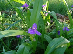 Tradescantia ernestiana