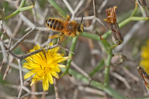 Foto von Dasypoda sinuata