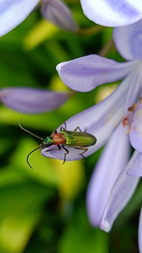 Anogcodes seladonius