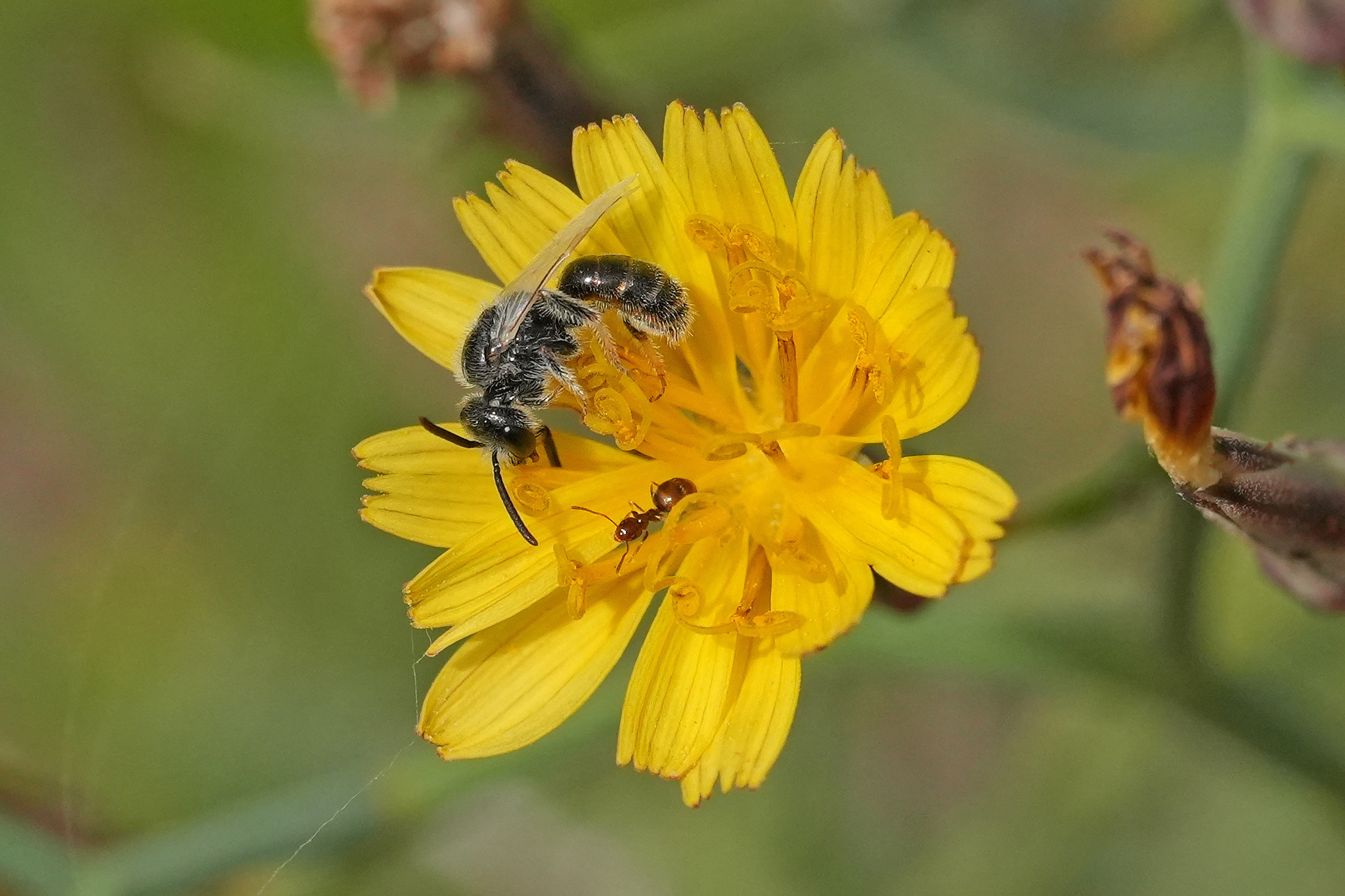 Lasioglossum brevicorne