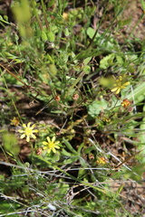 Blennosperma nanum