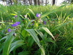 Tradescantia ernestiana