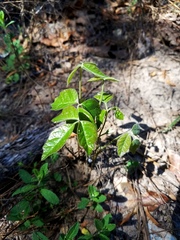 Toxicodendron pubescens