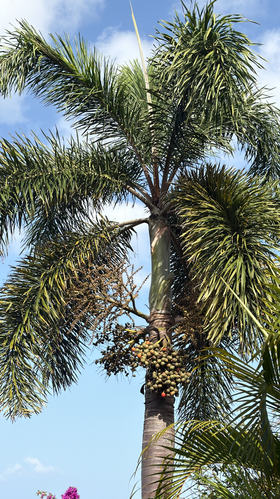 Wodyetia bifurcata - council-listed tree