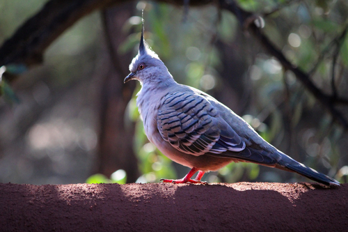 Crested Pigeon