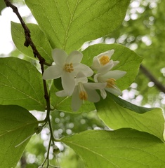Styrax grandifolius
