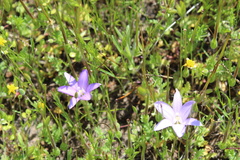 Brodiaea terrestris