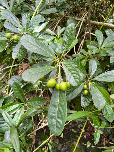 Pittosporum moluccanum, photograph 6