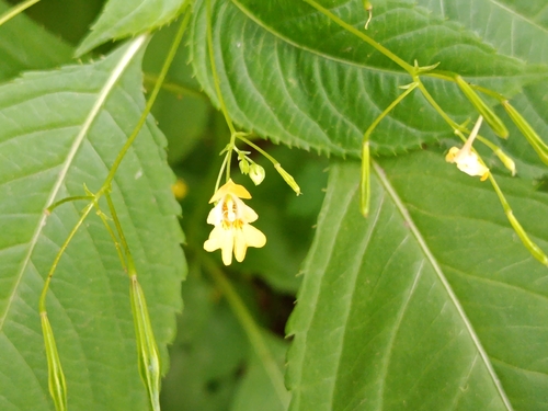 small balsam