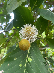 author not stated, no rights reserved Neonauclea reticulata, photograph author not stated, no rights reserved