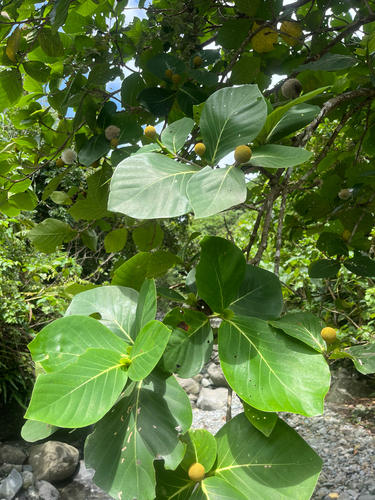 Neonauclea reticulata, photograph 3