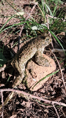 Green Toad