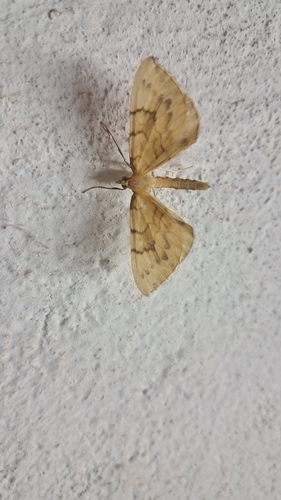 Barred Straw