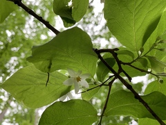 Styrax grandifolius