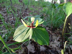 Trillium viridescens