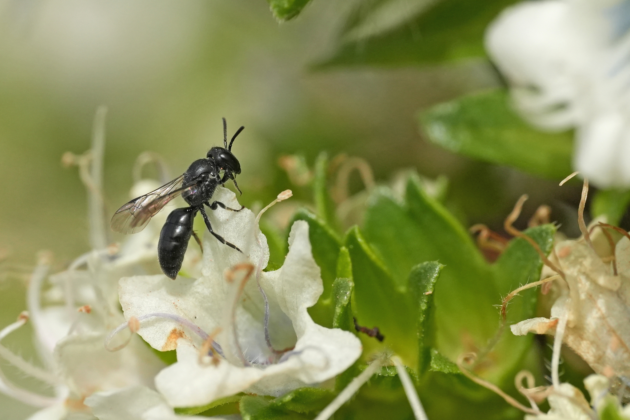 Hylaeus hohmanni