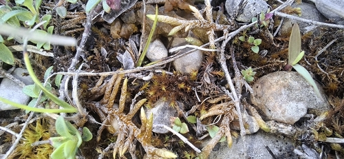 Geheebia ferruginea observed 2026-06-11
