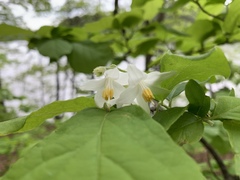 Styrax grandifolius