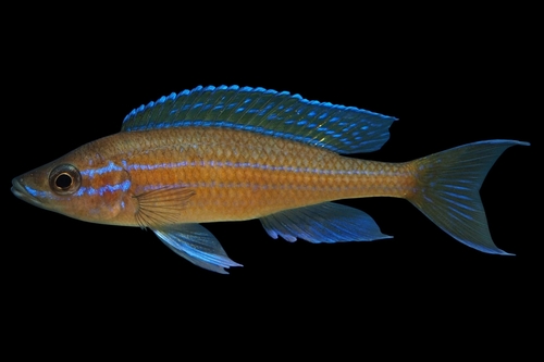 Paracyprichromis nigripinnis photo