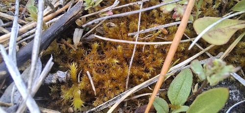 Campylium chrysophyllum observed 2026-06-11