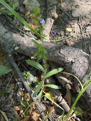 Mazus stachydifolius