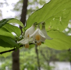 Styrax grandifolius