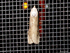 Aphomia terrenella