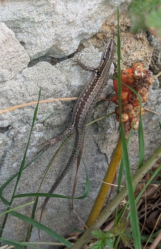 Common Wall Lizard