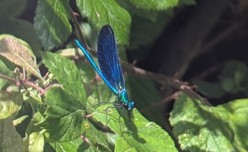 Beautiful Demoiselle