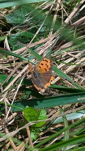 Small Copper