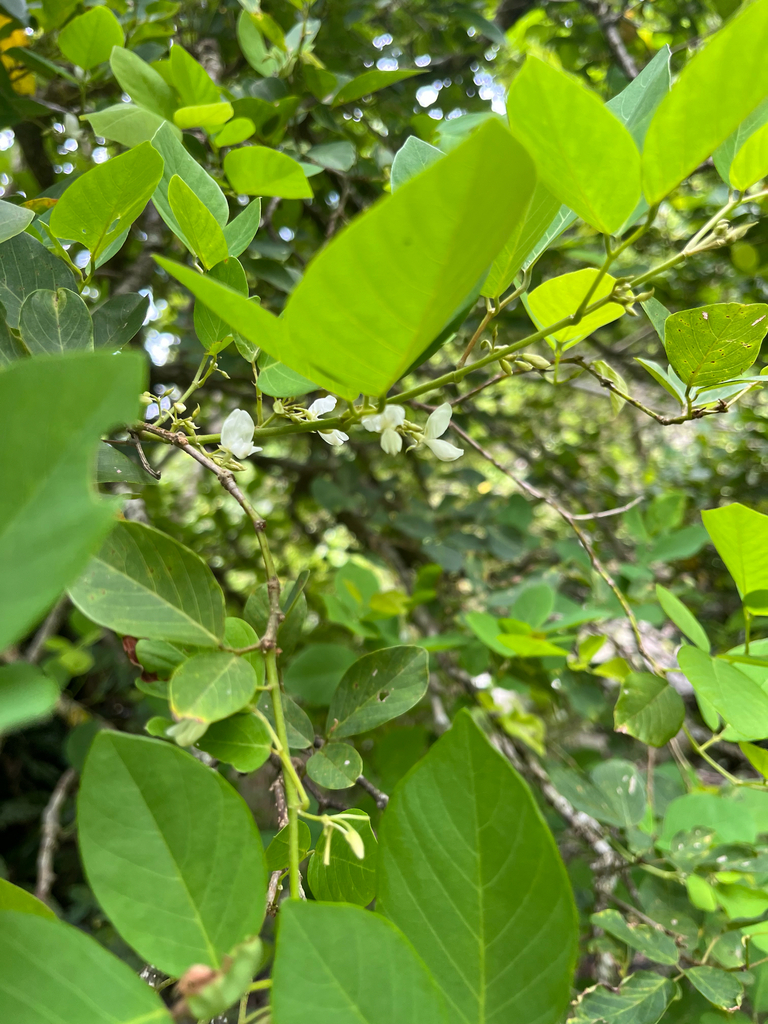 Ba chẽ tán – Dendrolobium umbellatum