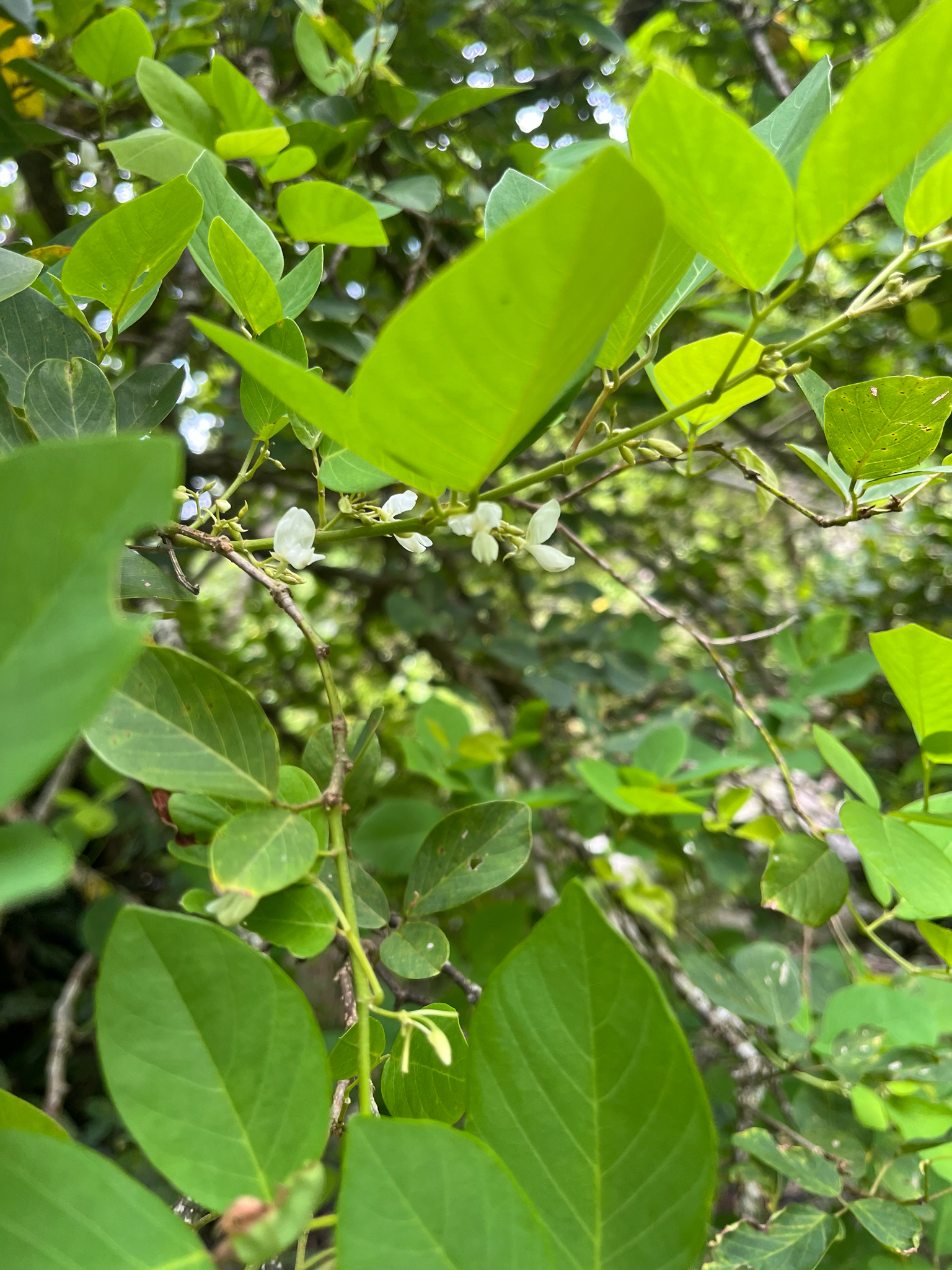 Dendrolobium umbellatum