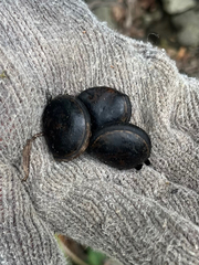 Mucuna membranacea, photograph author not stated, no rights reserved