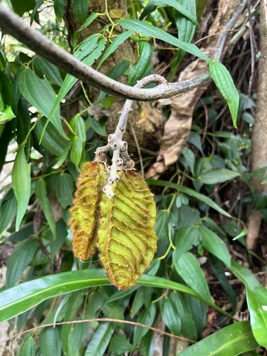 Mucuna membranacea observed 2026-06-11