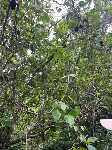 Mucuna membranacea, photograph 4