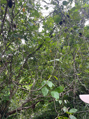 Mucuna membranacea, photograph author not stated, no rights reserved