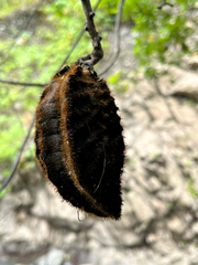Mucuna membranacea, photograph author not stated, no rights reserved