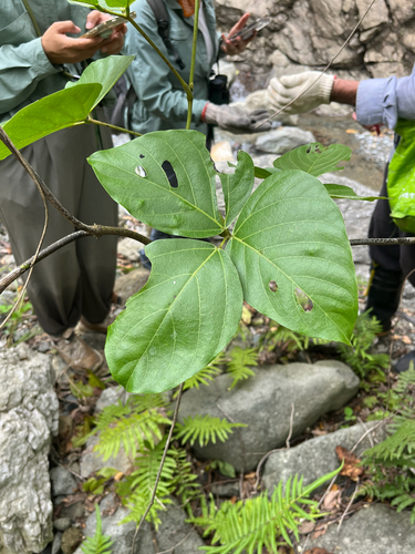 Mucuna membranacea, photograph 3