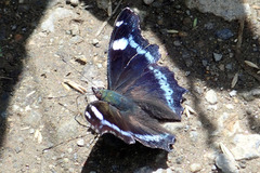 Kaniska canace nojaponicum