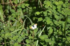 Anthocharis julia flora