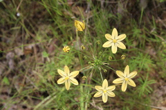 Triteleia ixioides scabra