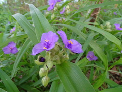 Tradescantia ernestiana