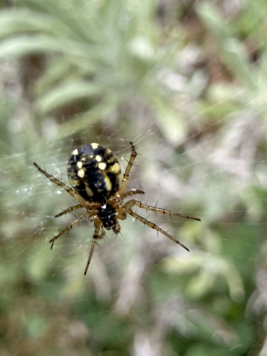 Cricket-bat Orbweaver