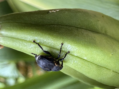 Iris weevil