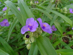 Tradescantia ernestiana
