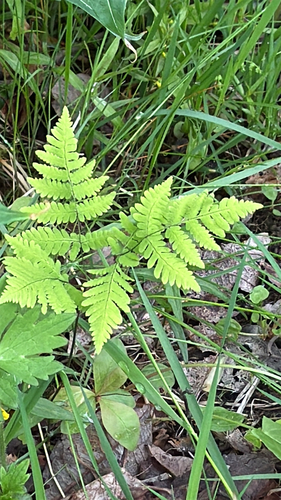 northern oak fern