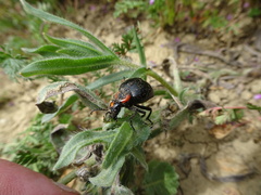 Lytta sublaevis