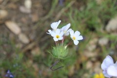 Leptosiphon montanus