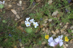 Leptosiphon montanus